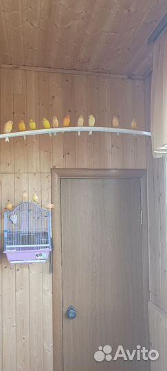 Кенара и канарейки