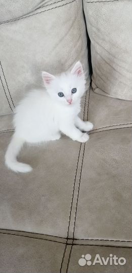 Котик в добрые руки