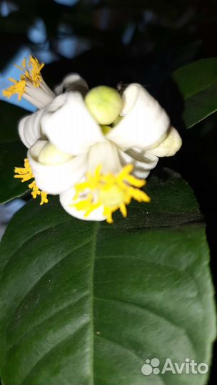 Лимон, лимон вариегатный,карисса (комнатная слива)