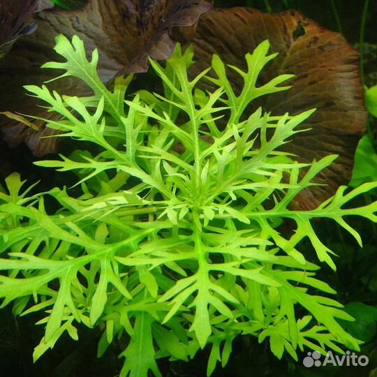 Аквариумное растение