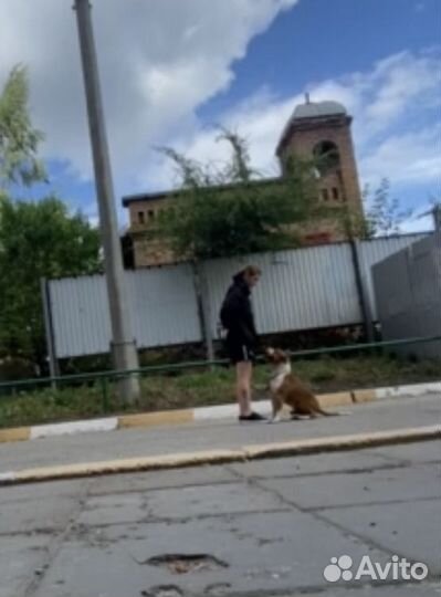 Кинолог с выездом. дрессировка собак. Коррекция