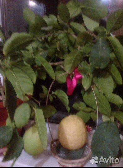 Лимонное дерево привитое большое