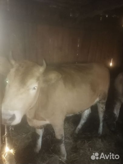 Быки и телки