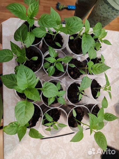 Перец рассада комнатный, тепличный