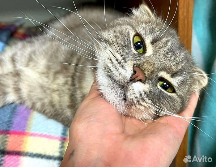 Метис шотландца Маклауд