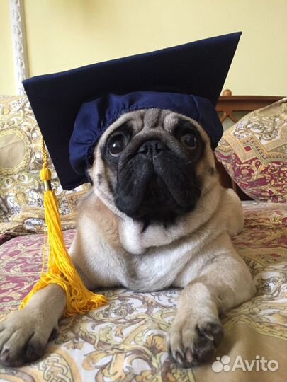 Мопс - вязка