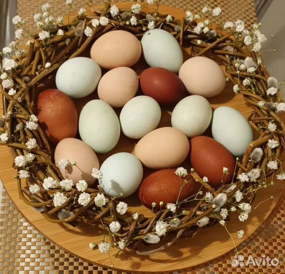 Инкубационное яйцо кур