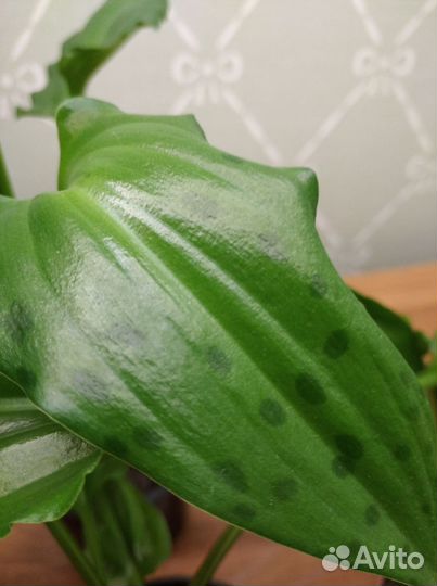 Комнатные растения.Дримиопсис,сингониум,эпипремнум