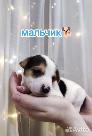 Щенки Джек Рассел терьер