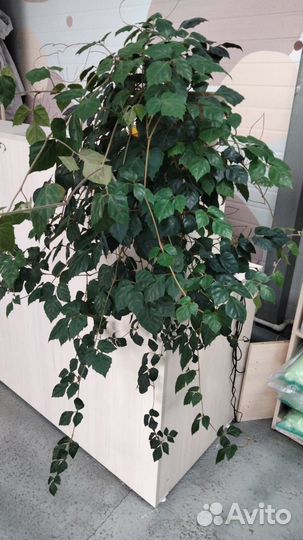 Березка (циссус) с горшком