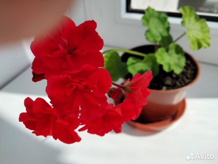 Герань махровая отростки