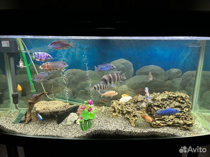 Цихлиды Аулонокара, Джексон, Красная зебра