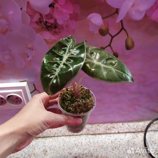 Алоказия детки и клубни