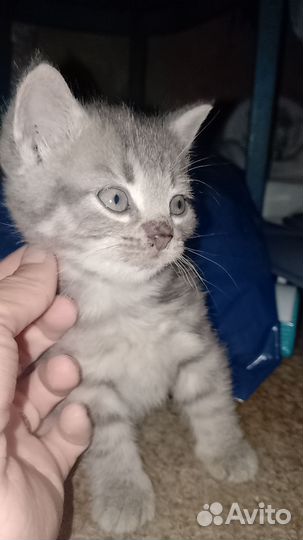 Котята в добрые руки бесплатно мальчики девочка