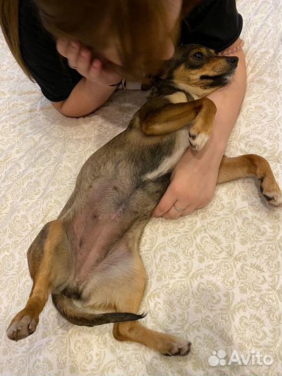 Передержка домашних животных