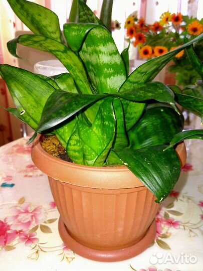 Комнатные домашние растения