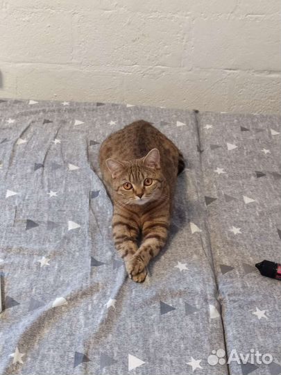 Британская кошка