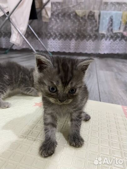 Котятки в добрые руки