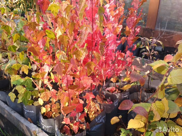 Саженцы плодовых, ягодных и декоративных культур