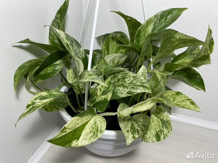 Эпипремнум марбл квин