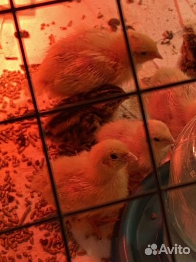 Перепела продажа