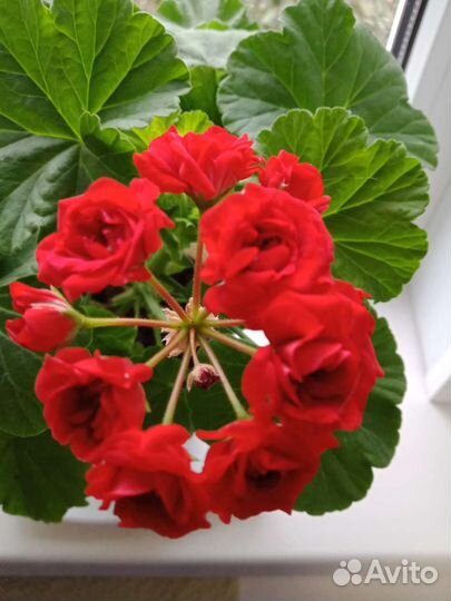 Герань пеларгония розебудная