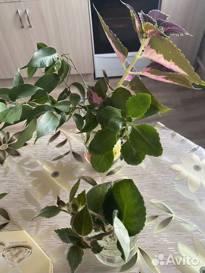 Каланхоэ, крапива, фиалка розовая, фикус