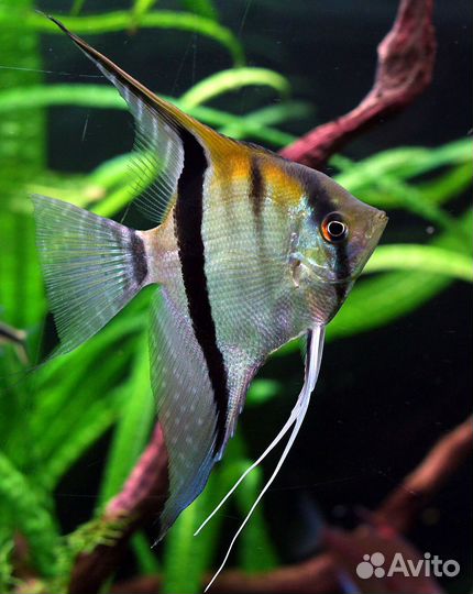 Продам рыбок
