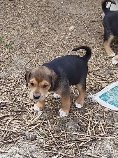 Щенки русской гончей