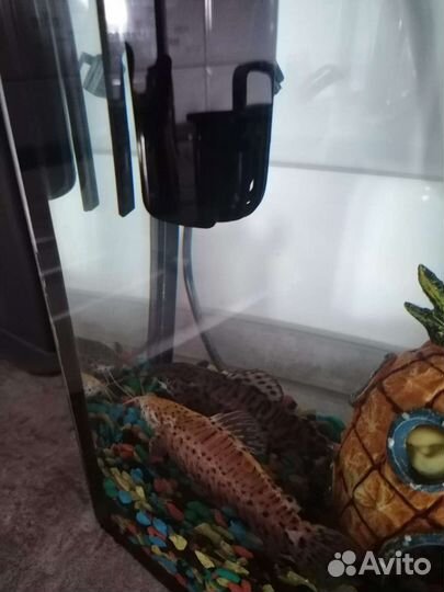 Аквариум с рыбками