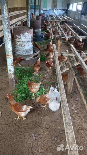 Домашние куриные яйца