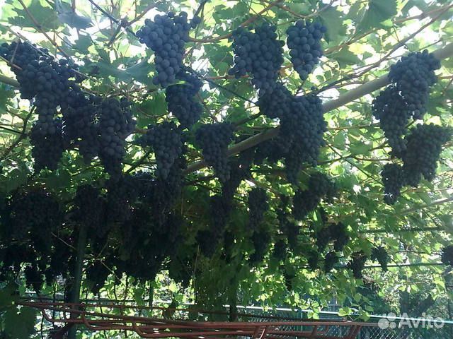 Саженцы винограда