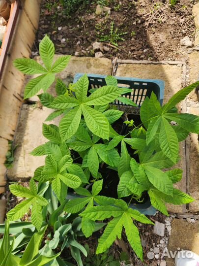 Каштан, питунии,климатисы,пионы