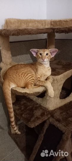 Вязка ориентал