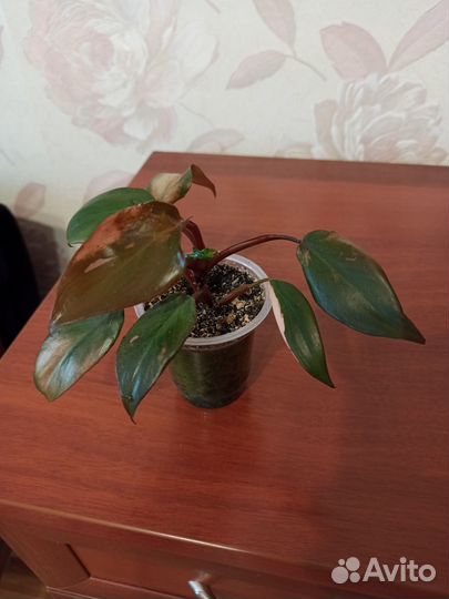 Филодендрон розовая принцесса