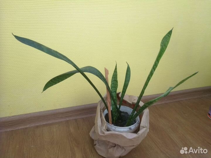 Сансевиерия (щучий хвост, тещин язык)