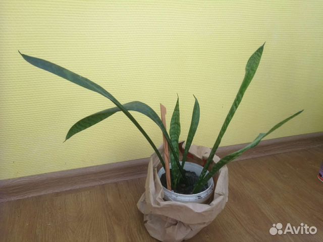 Сансевиерия (щучий хвост, тещин язык)