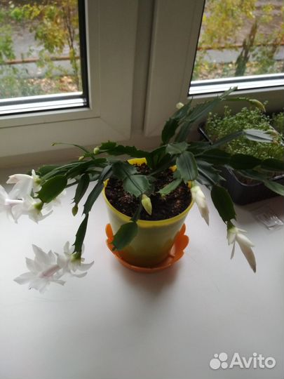 Цветок декабрист белый