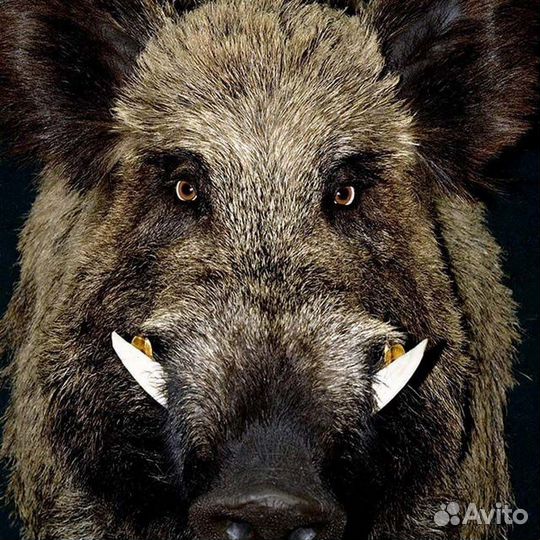 Подсадные утки