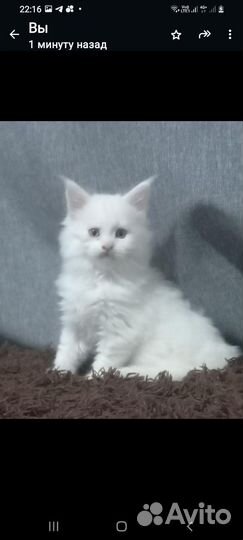 Котята мейн-кун белый