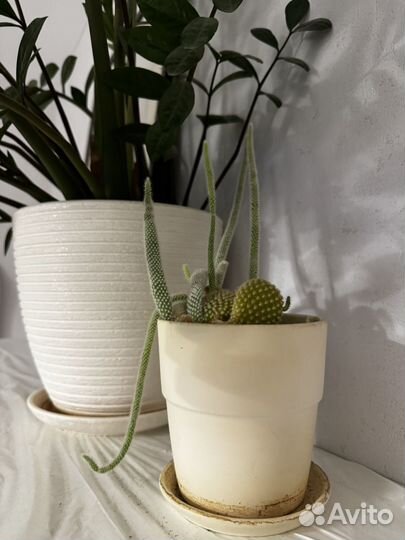 Кактус Опунция