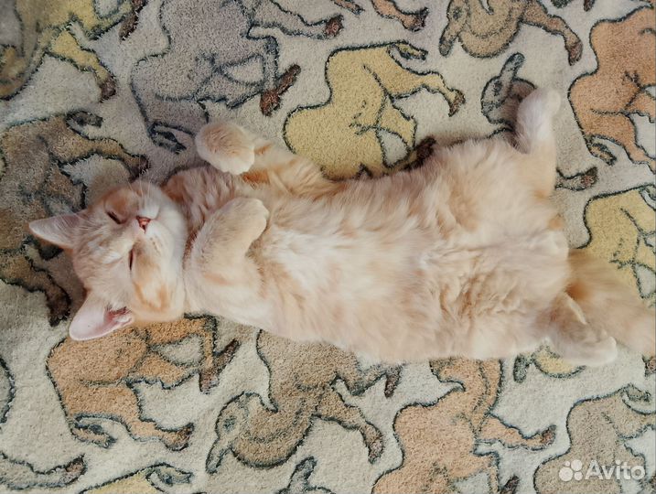 Шотландский котенок