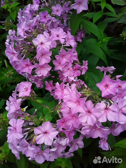 Продаю цветы, рассаду