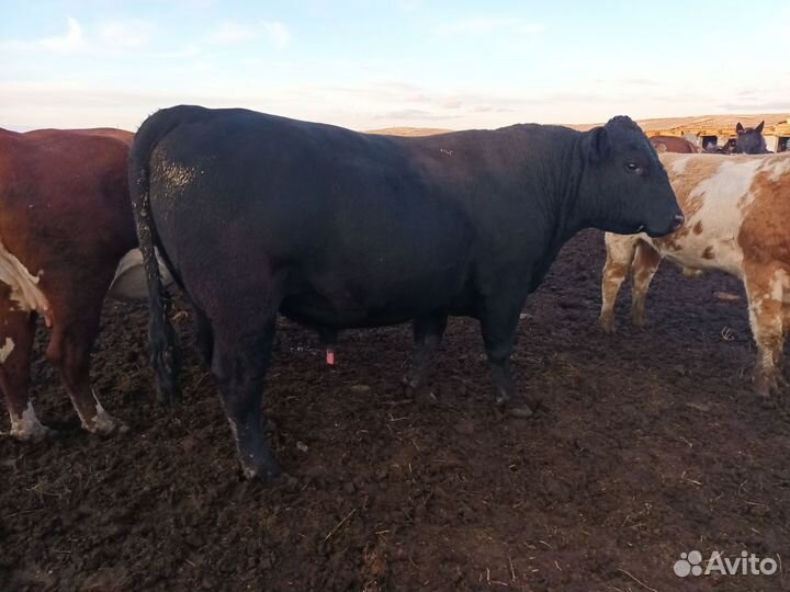 Быки на племя