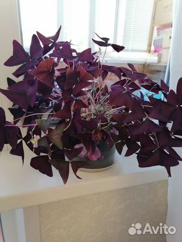 Кислица, оксалис