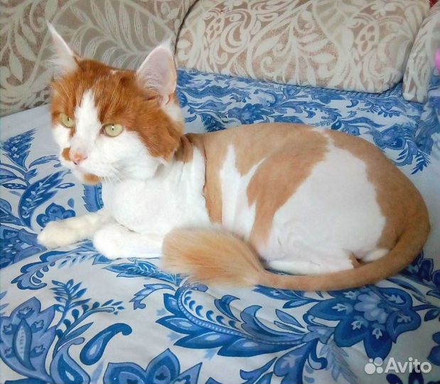 Стрижка кошек с выездом на дом.Стрижка собак