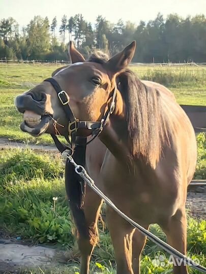 Лошади на продажу
