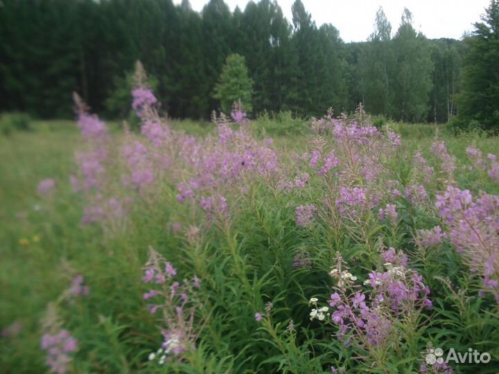 Иван-чай, душица, таволга