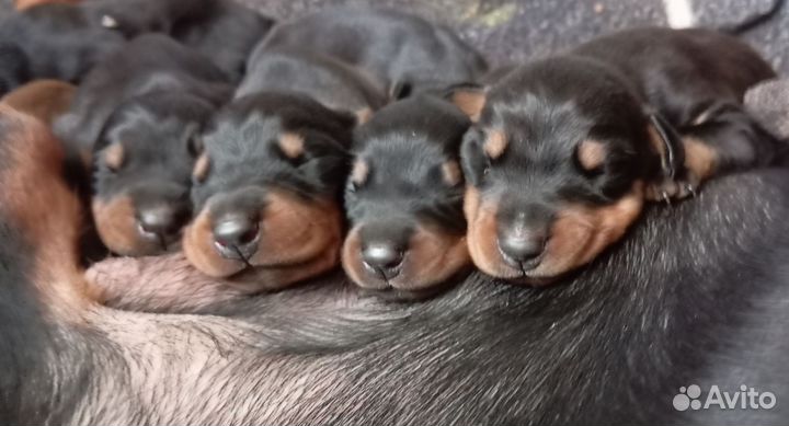 Щенки добермана