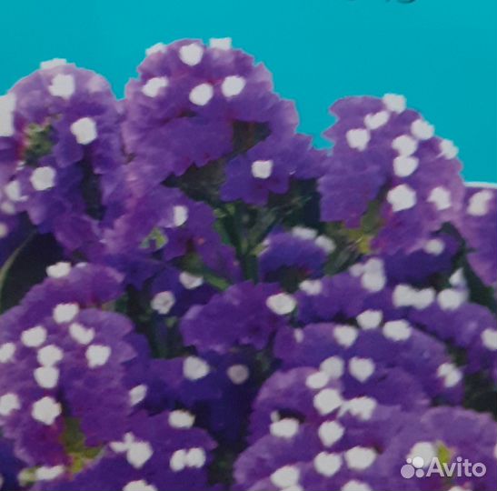 Рассада,многлетники